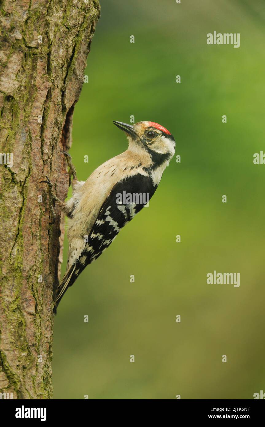 male lesser spotted woodpecker at nest Stock Photo