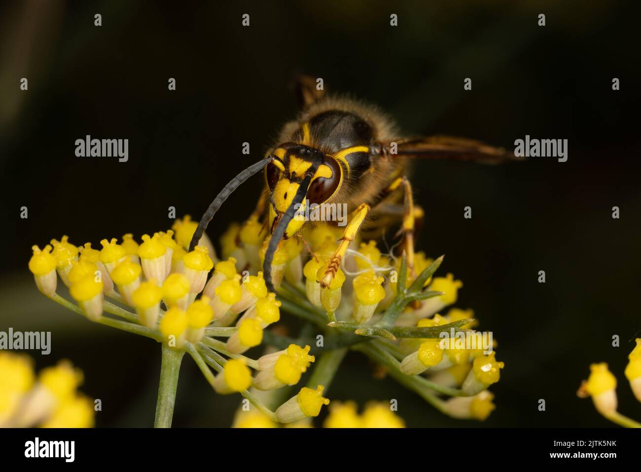 Median wasp (Dolichovespula media) feeding on nectar. This is a relatively new species for the UK, and is expanding its range northwards. Stock Photo