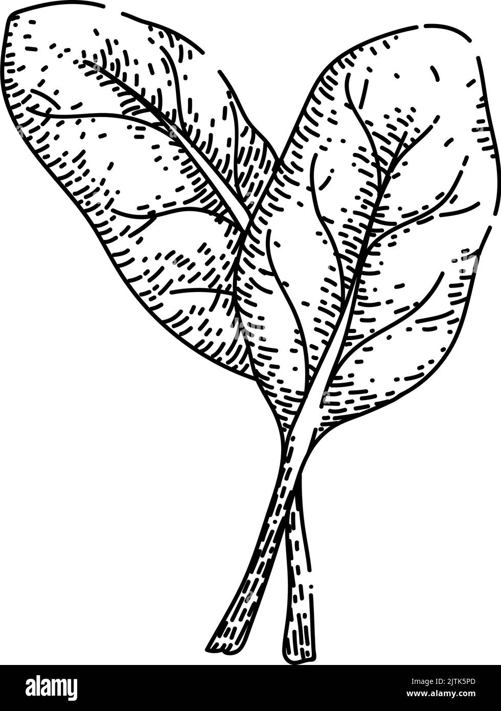 spinach leaf green sketch hand drawn vector Stock Vector Image & Art