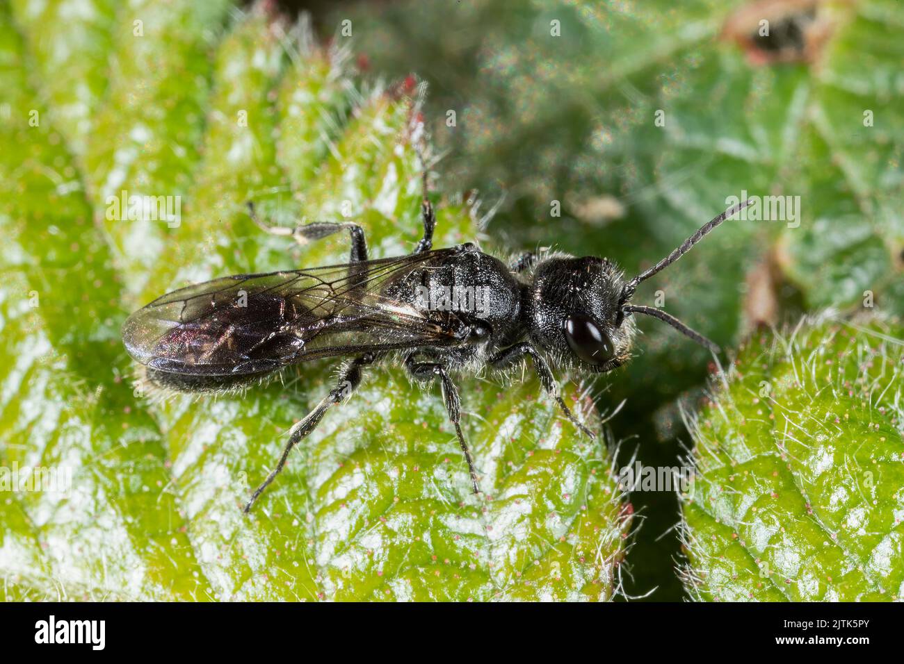 Aphid hunting wasp (Pemphredon sp.) on leaf in Kent garden, England, UK. Stock Photo