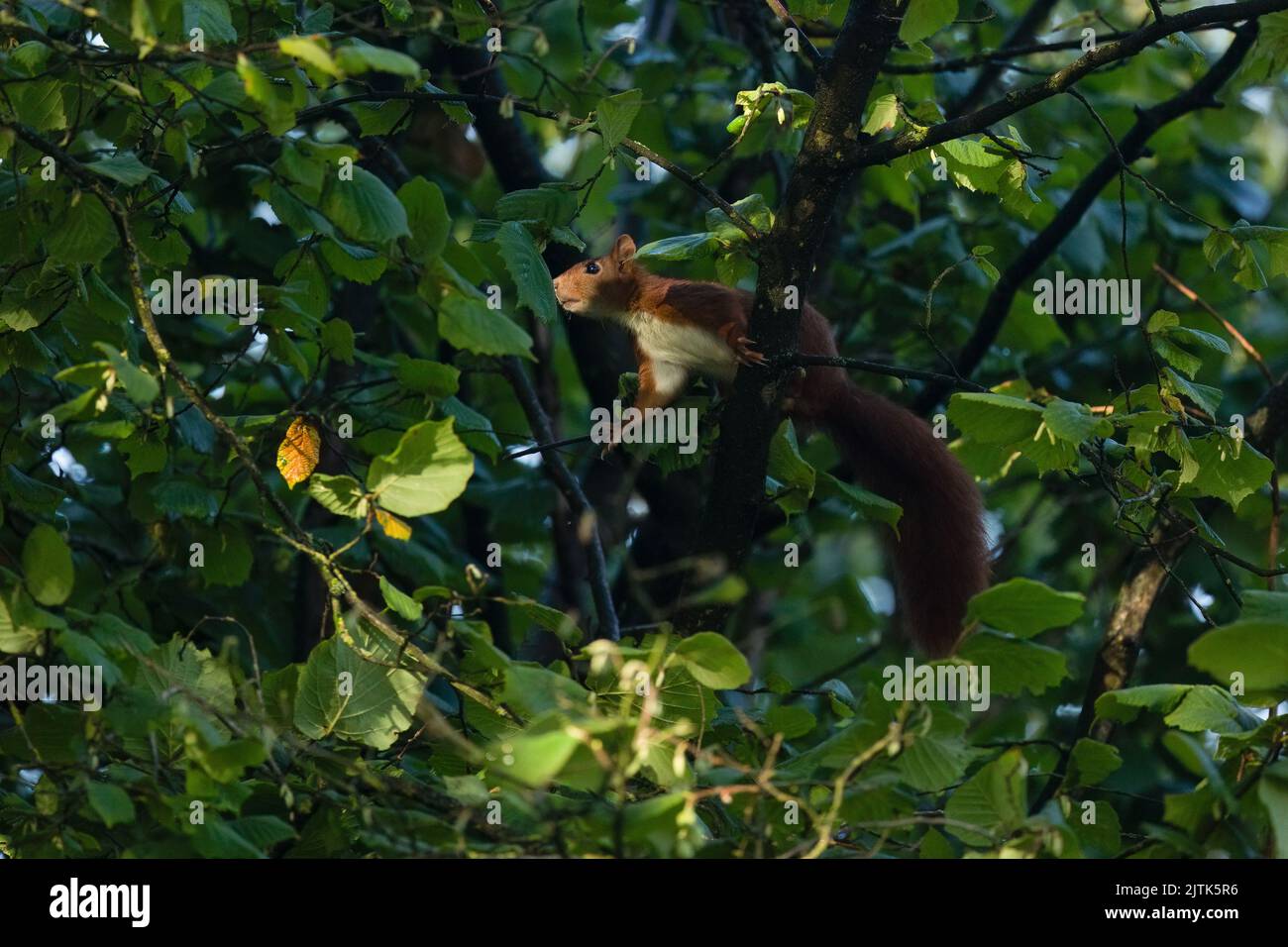 Red squirrel foraging in tree tops of French woodland. Stock Photo