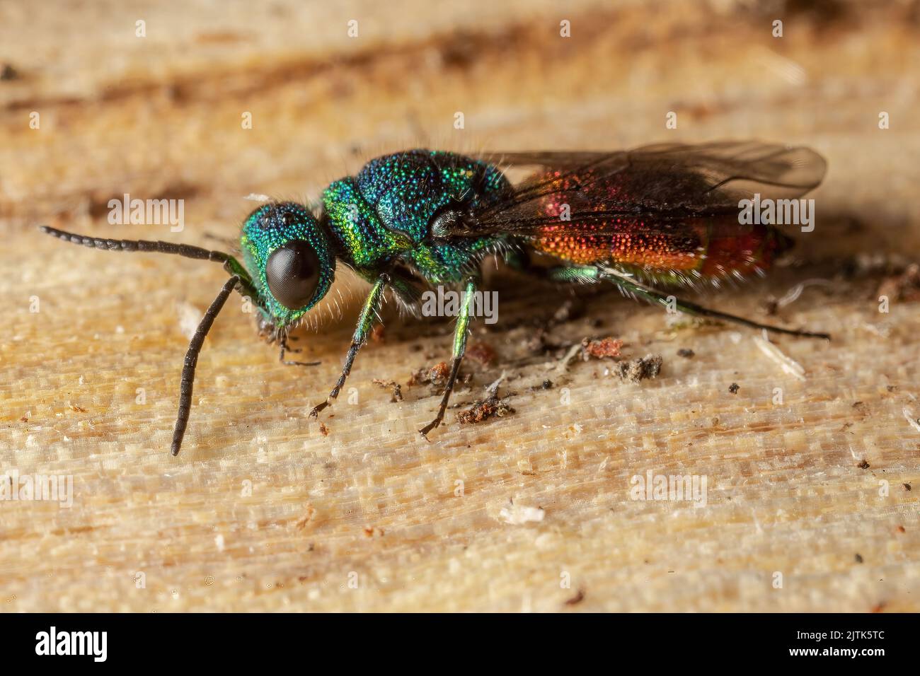 A metallic, iridescent, parasitic ruby-tailed wasp photographed in a Kentish garden in England. Stock Photo