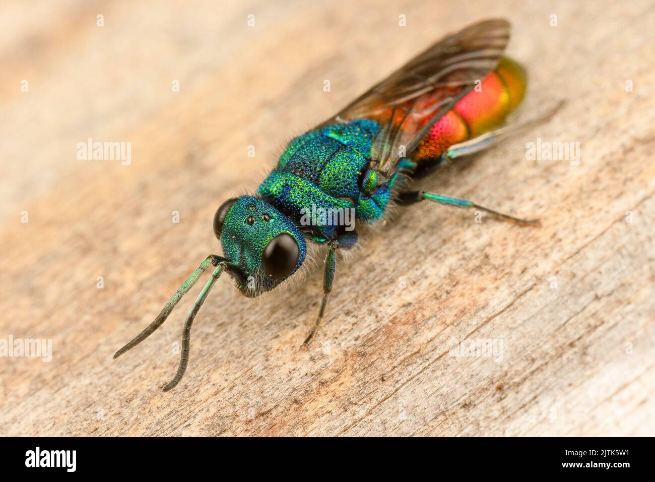 A spectacular metallic ruby-tailed (parasitic) wasp. Stock Photo