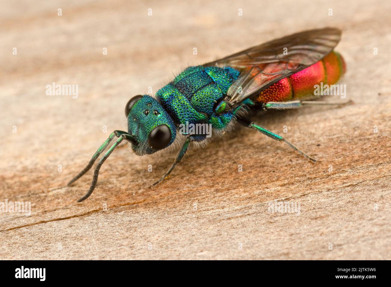 A spectacular metallic ruby-tailed (parasitic) wasp. Stock Photo