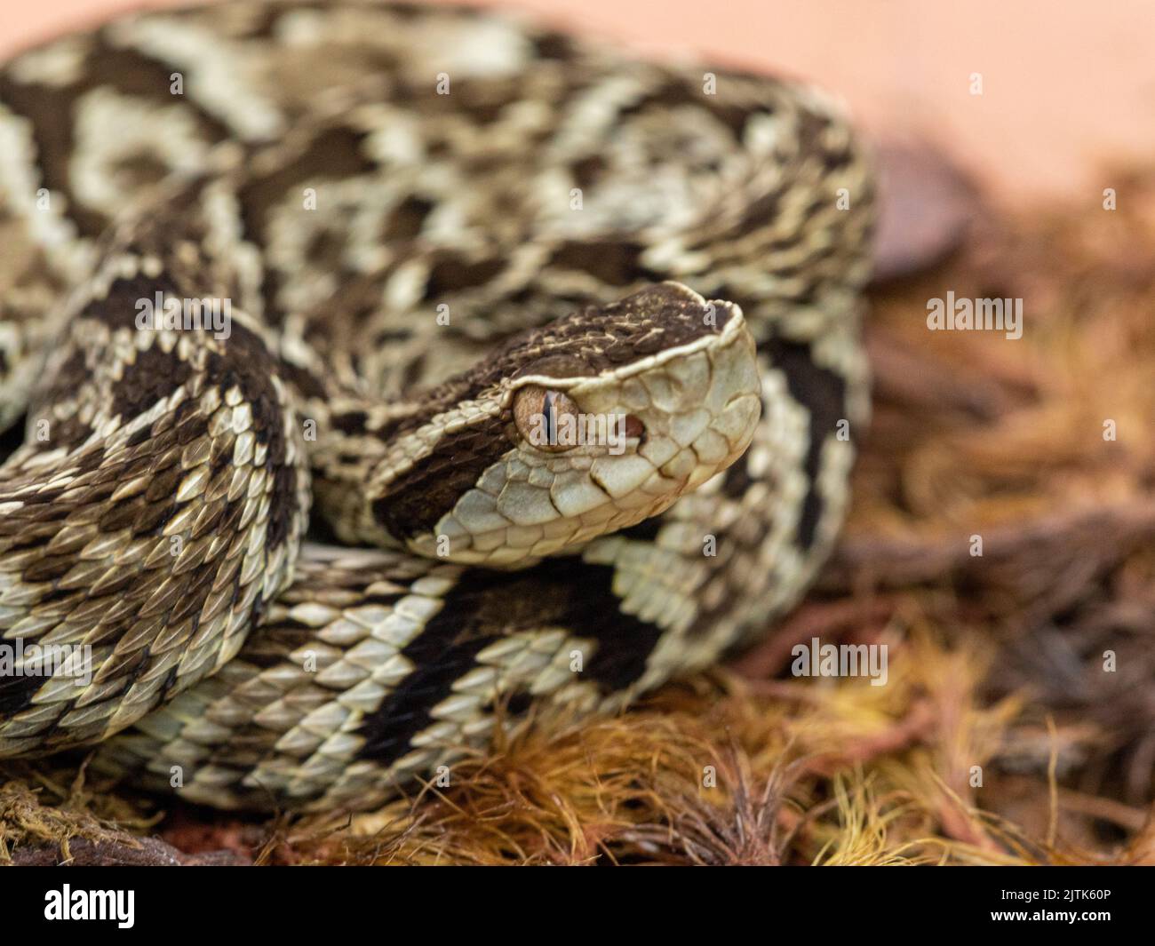 Jararaca Snake (Bothrops Jararaca) . Poisonous brazilian snake Stock Photo