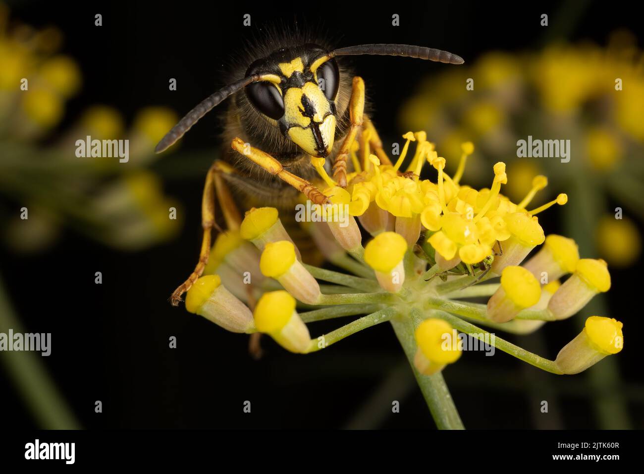 Portrait of a Saxon Wasp feeding on a fennel flower in a Kent garden, UK. This species is a recent colonist to Britain. Stock Photo