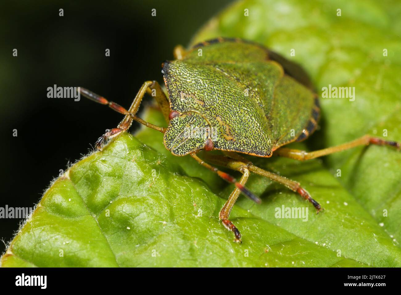 Shield bug sitting on a leaf in a Kentish garden, England, UK. Stock Photo