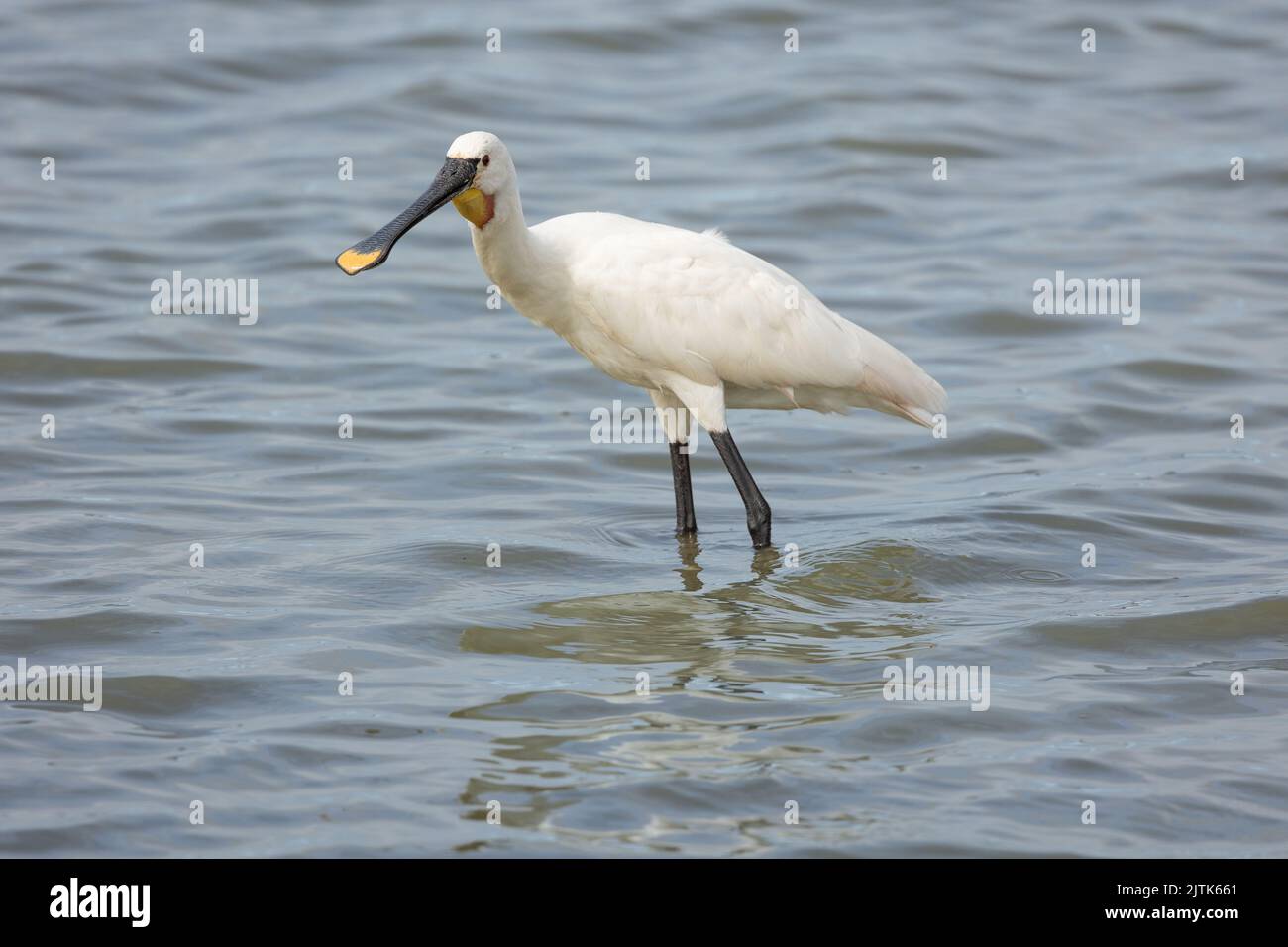 European spoonbill in northern France. Stock Photo