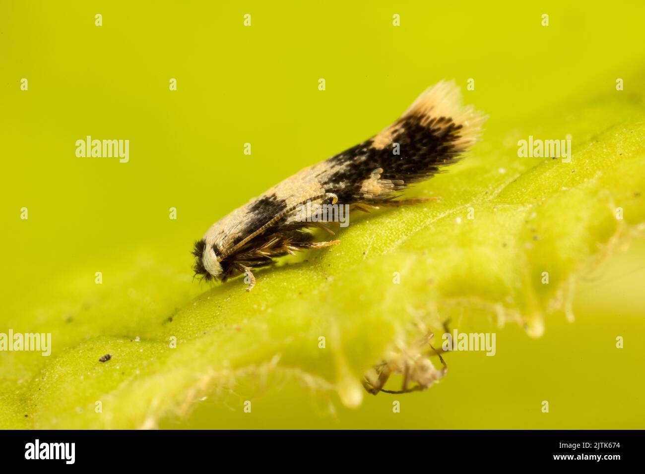 A minuscule Sycamore-seed Pigmy micro-moth photographed in suburban garden in Kent, UK. So small the individual wing scales seem huge. Stock Photo