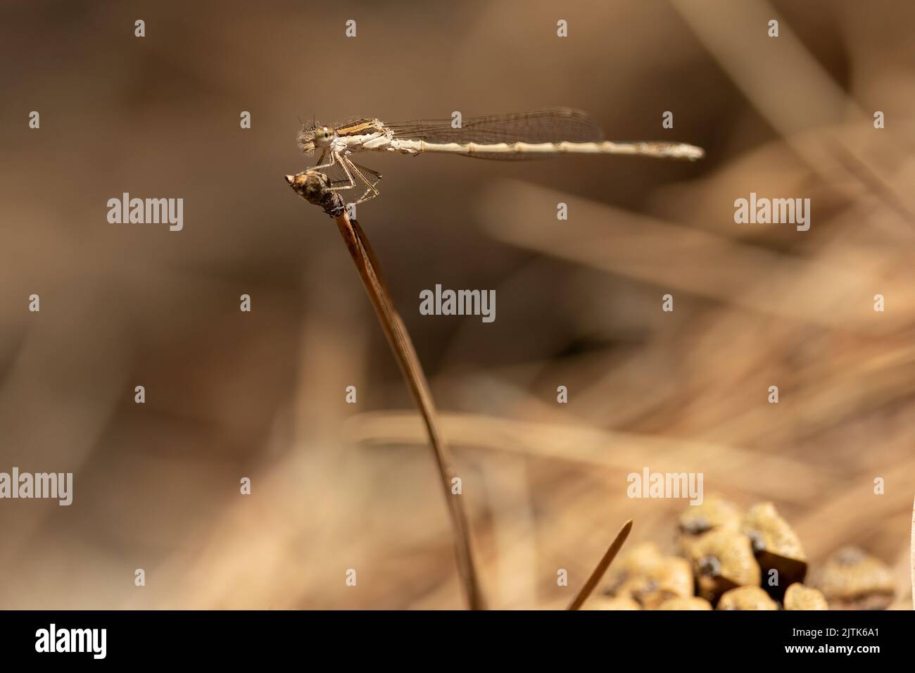 Winter damselfly perched on stalk in understory of pine forest, France. Stock Photo
