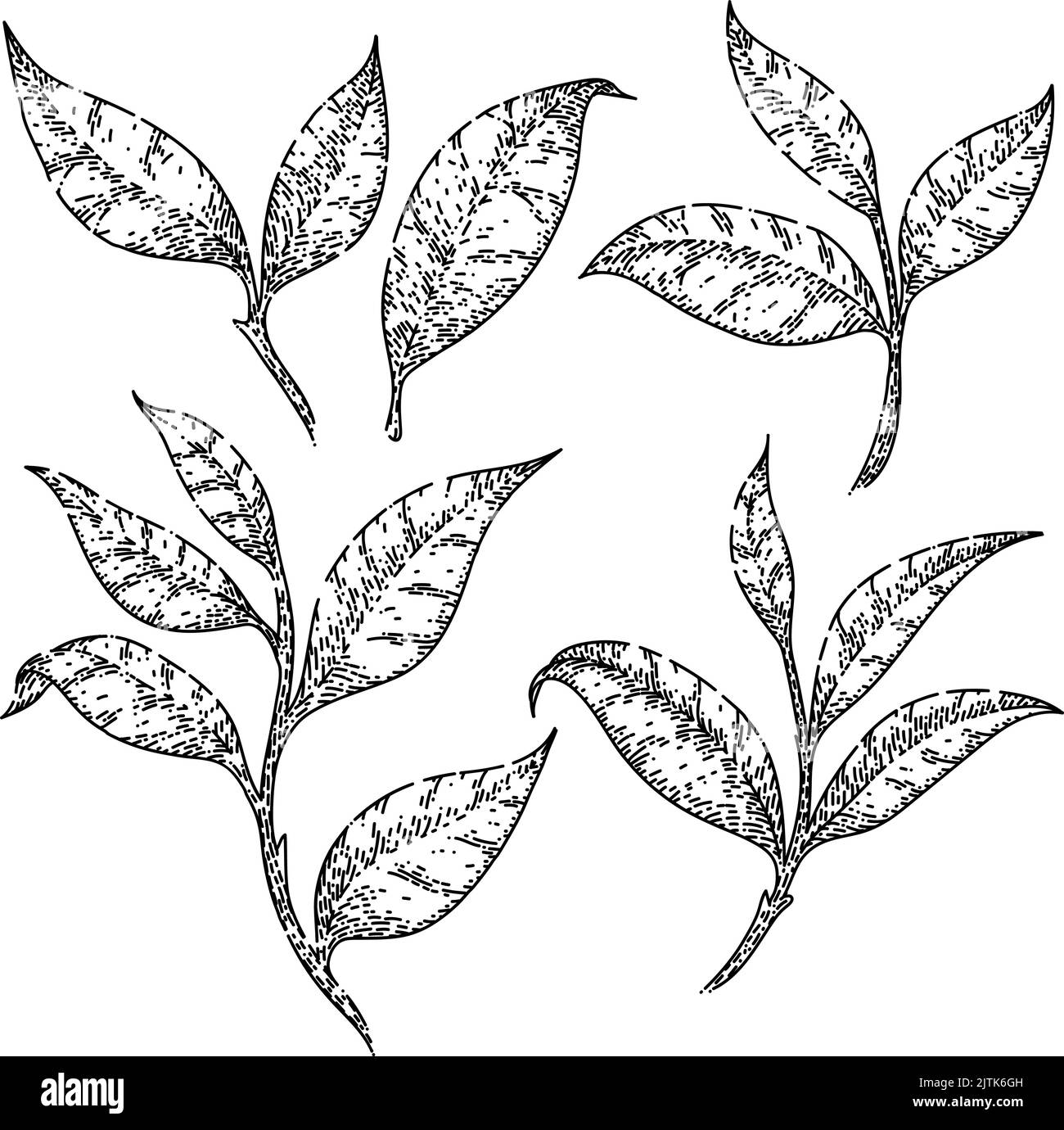 tea green leaf set sketch hand drawn vector Stock Vector Image & Art