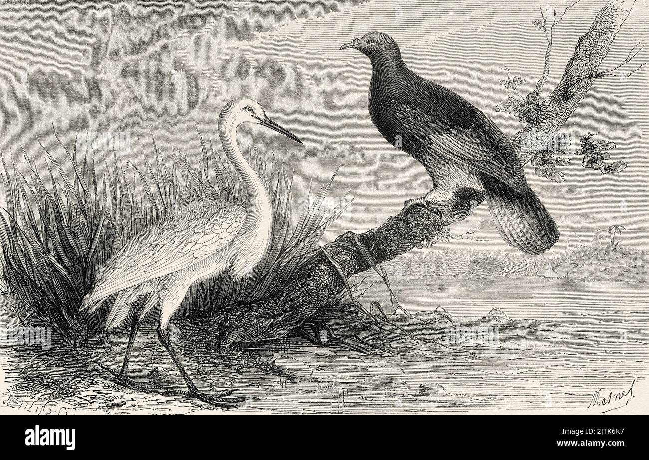New Caledonian Imperial-pigeon (Ducula goliath) and Pacific Reef Egret or Eastern Reef Heron (Ardea sacra) New Caledonia. Journey to New Caledonia by Jules Garnier 1863-1866 from Le Tour du Monde 1867 Stock Photo
