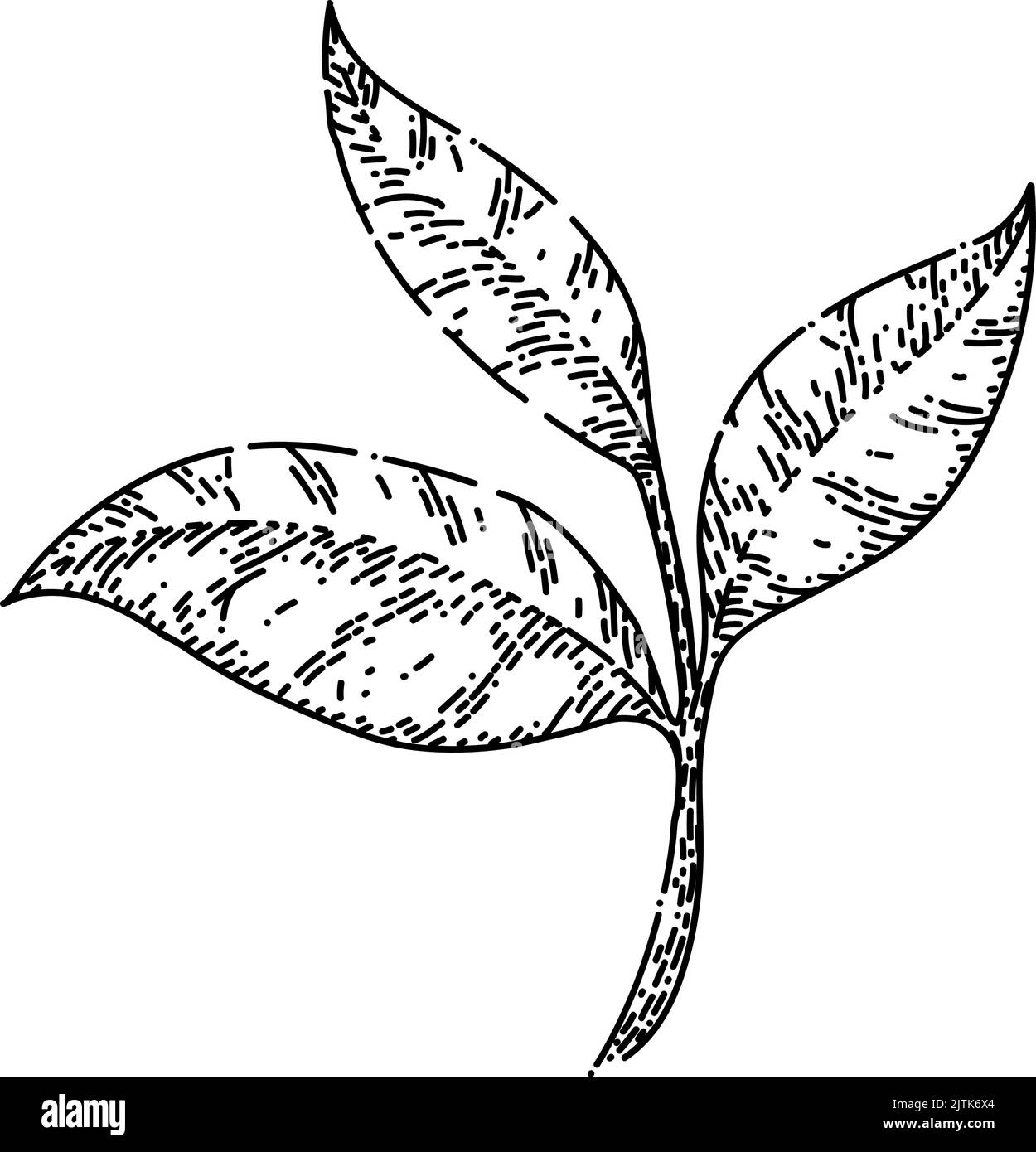 Green Tea Leaf Sketch Hand Drawn Vector Stock Vector Image Art Alamy green-tea-leaf-sketch-hand-drawn-vector-stock-vector-image-art-alamy