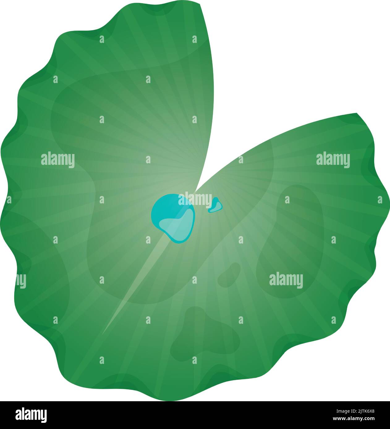 lily-leaf-veins-stock-vector-images-alamy