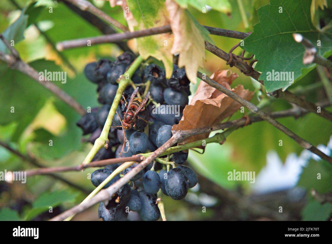 Busy hornet on grape in summertime Stock Photo