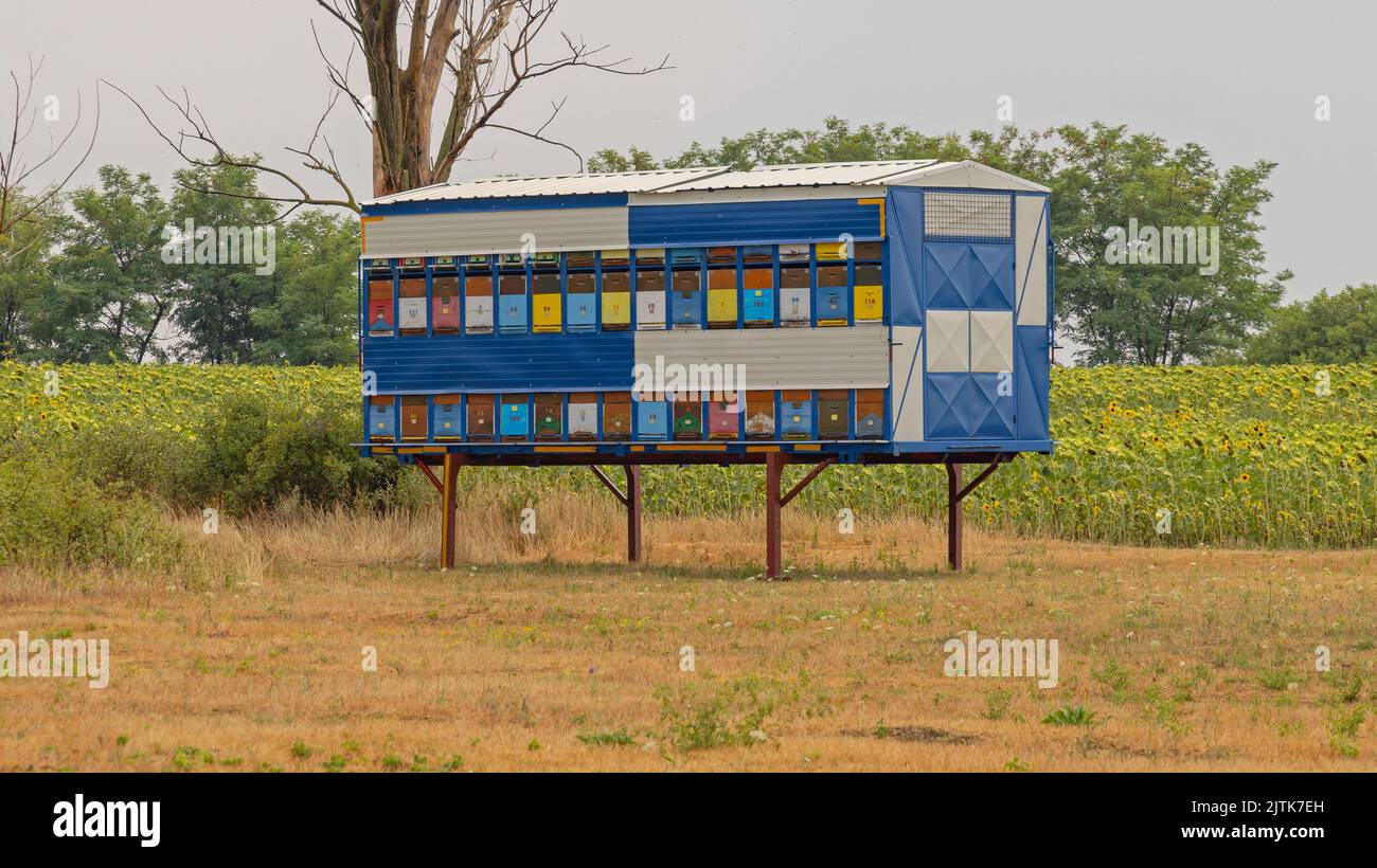 Bee Hive Boxes in Elevated Trailer Structure at Sunflowers Field Stock ...