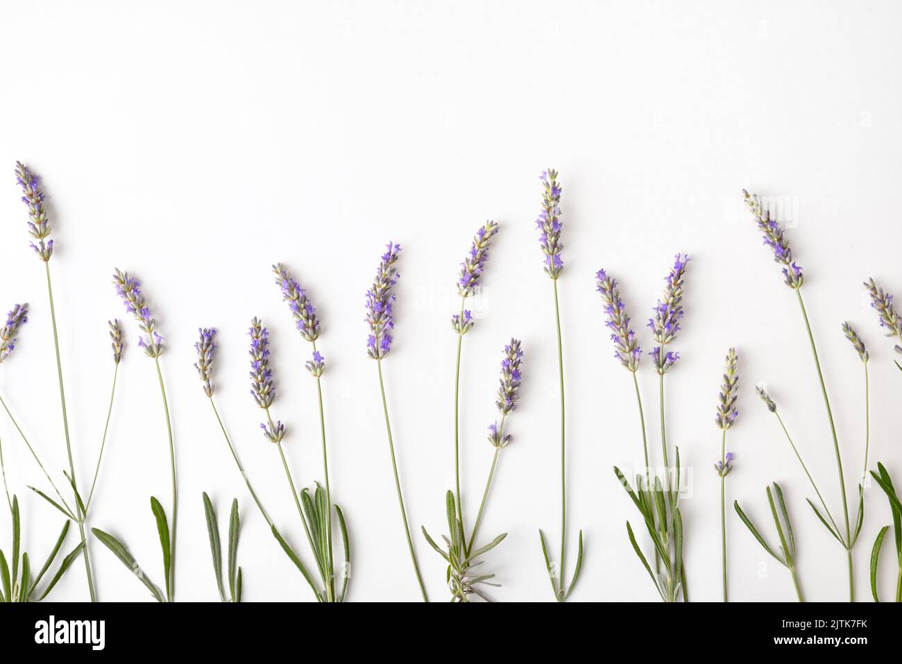 Floral background with blooming lavender spikes on white table. Top view. Horizontal composition. Stock Photo