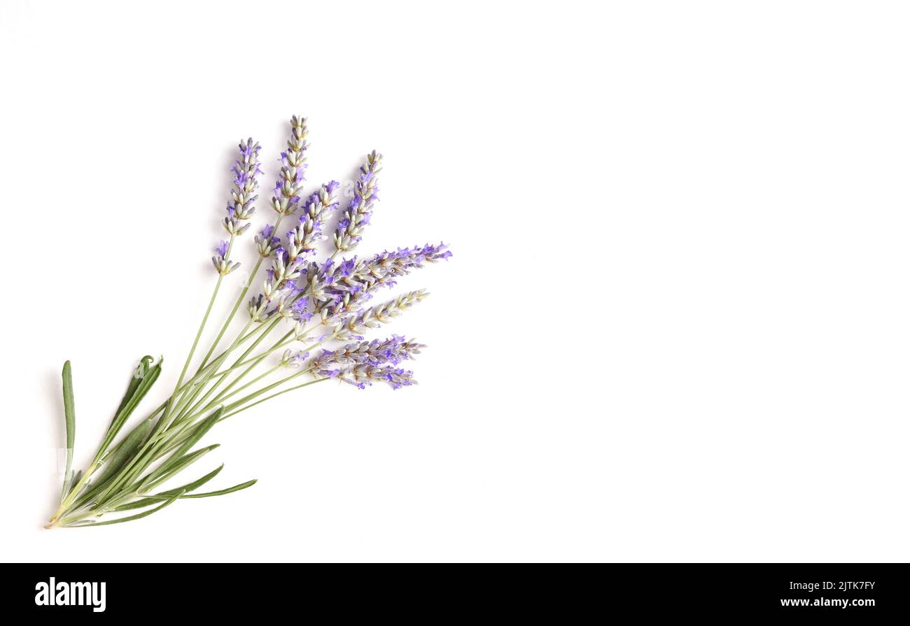 Background bouquet of blooming lavender spikes on isolated white table. Top view. Horizontal composition. Stock Photo