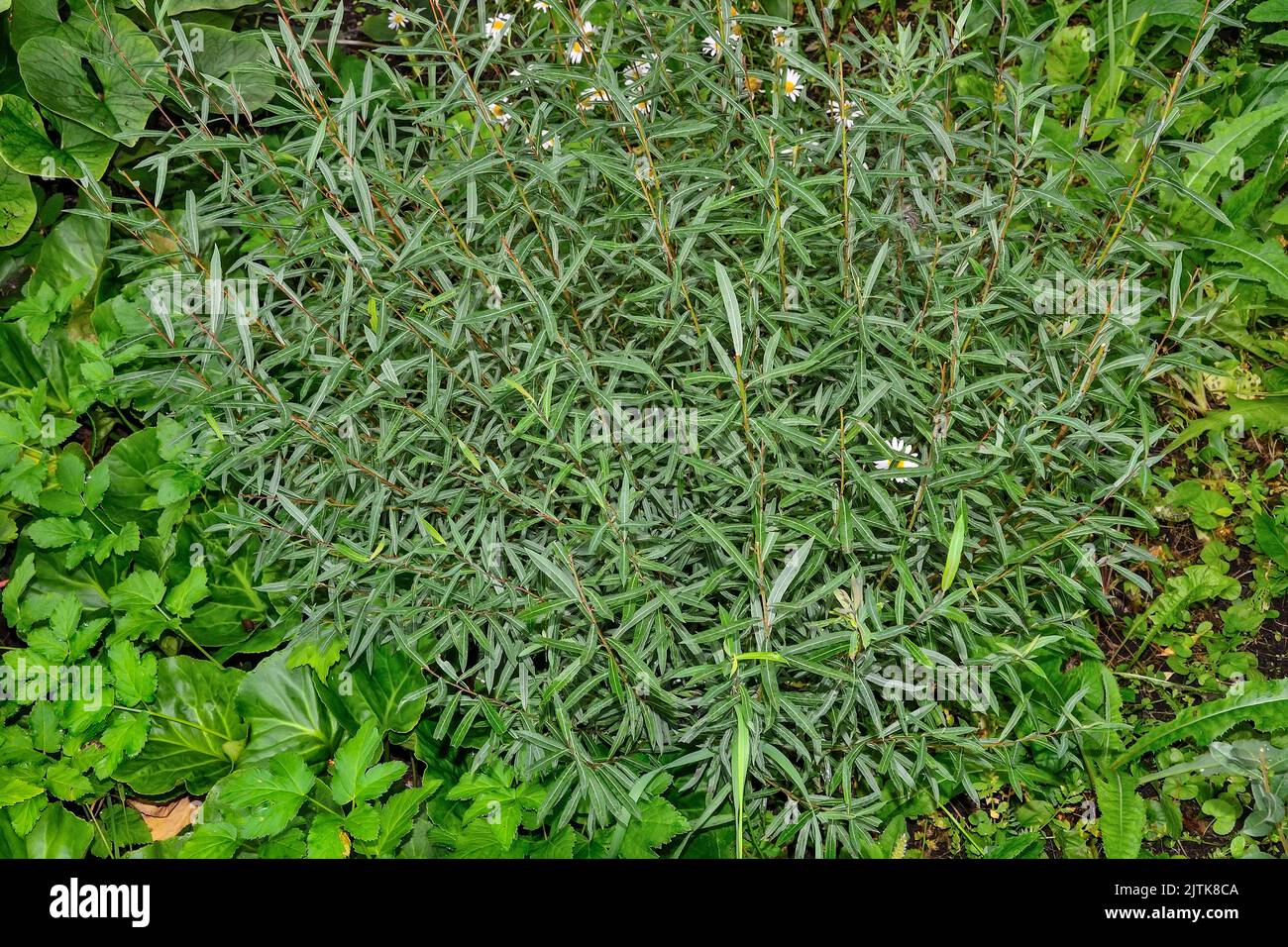Dwarf creeping shrubby willow or Salix reptans - beautiful compact decorative and melliferous bush round shape. Ornamental plant for landscape design Stock Photo