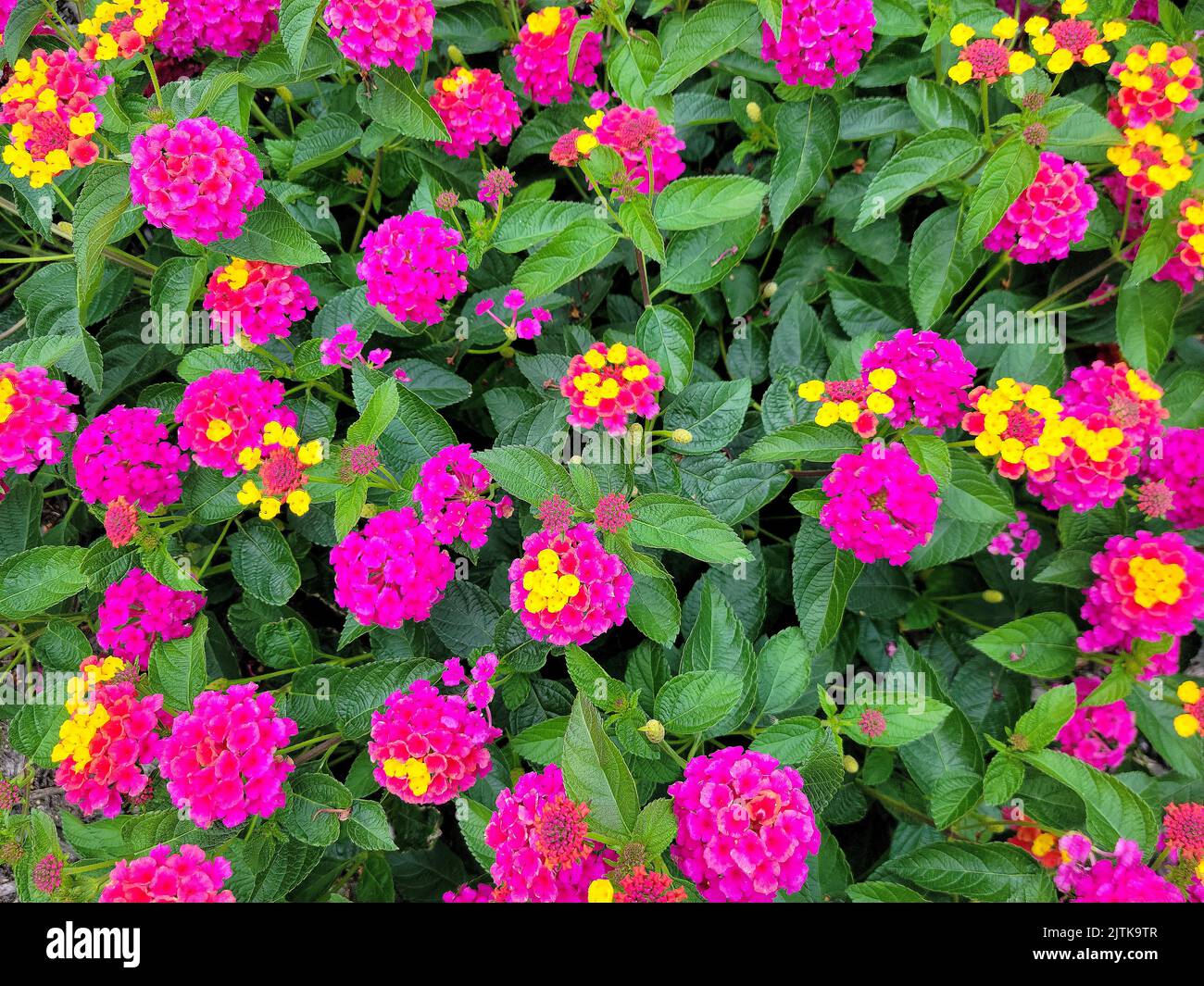 Bright pink West Indian Lantana verbena flower garden Stock Photo