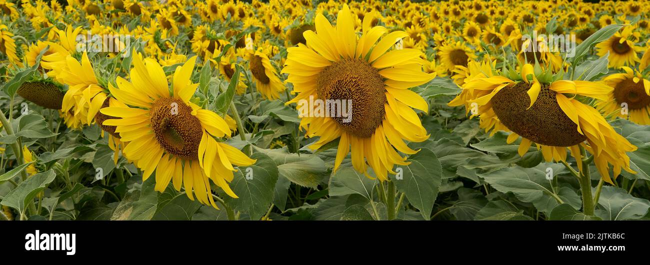 Sunflower field in summer surrey UK Stock Photo