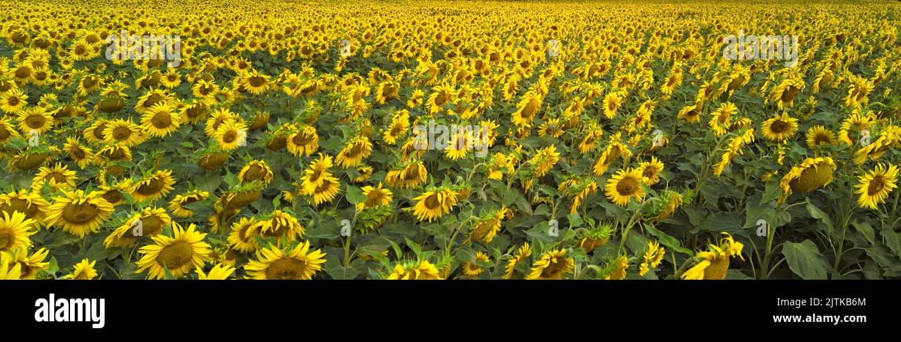 Sunflower field in summer surrey UK Stock Photo