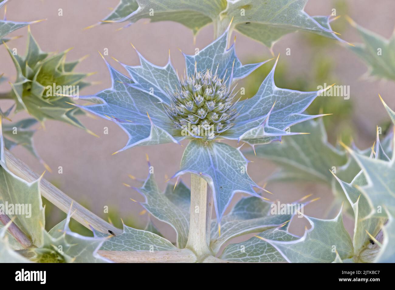 Sea Holly (Eryngium maritimum) flower stacked photograph Norfolk UK GB August 2022 Stock Photo