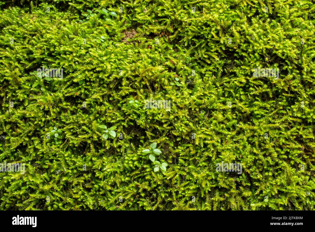 Green moss on the rock Stock Photo
