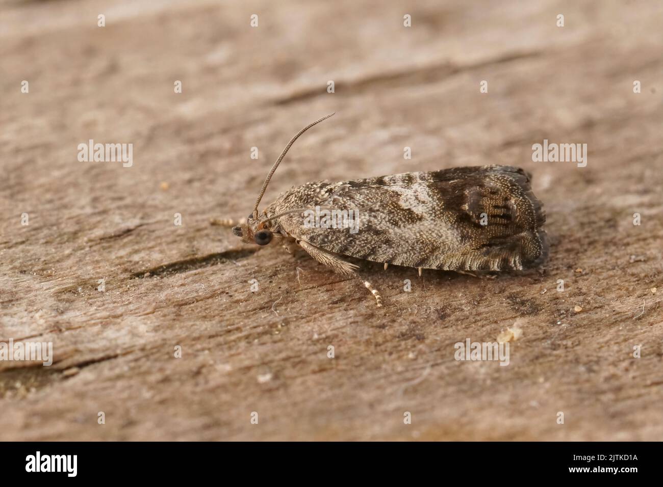 Detailed closeup on the marbled piercer chestnut tortrix moth, Cydia splendana on wood Stock Photo
