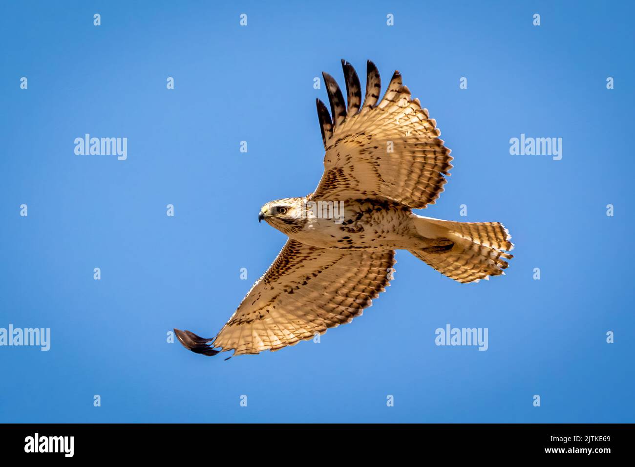 Hawk in flight with blue sky background Stock Photo - Alamy