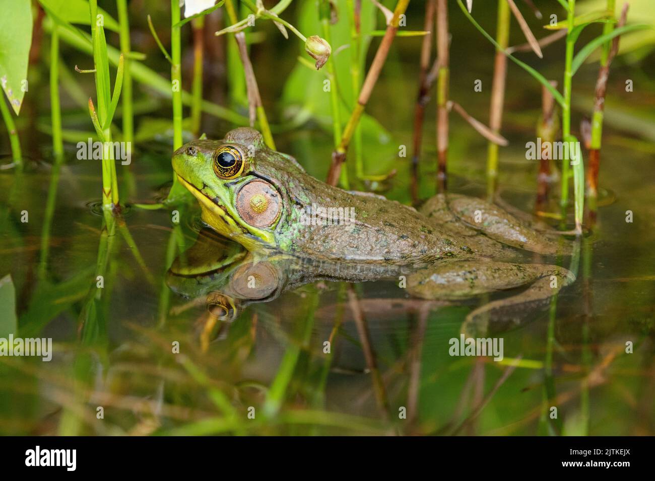 Green frog in backyard pond Stock Photo