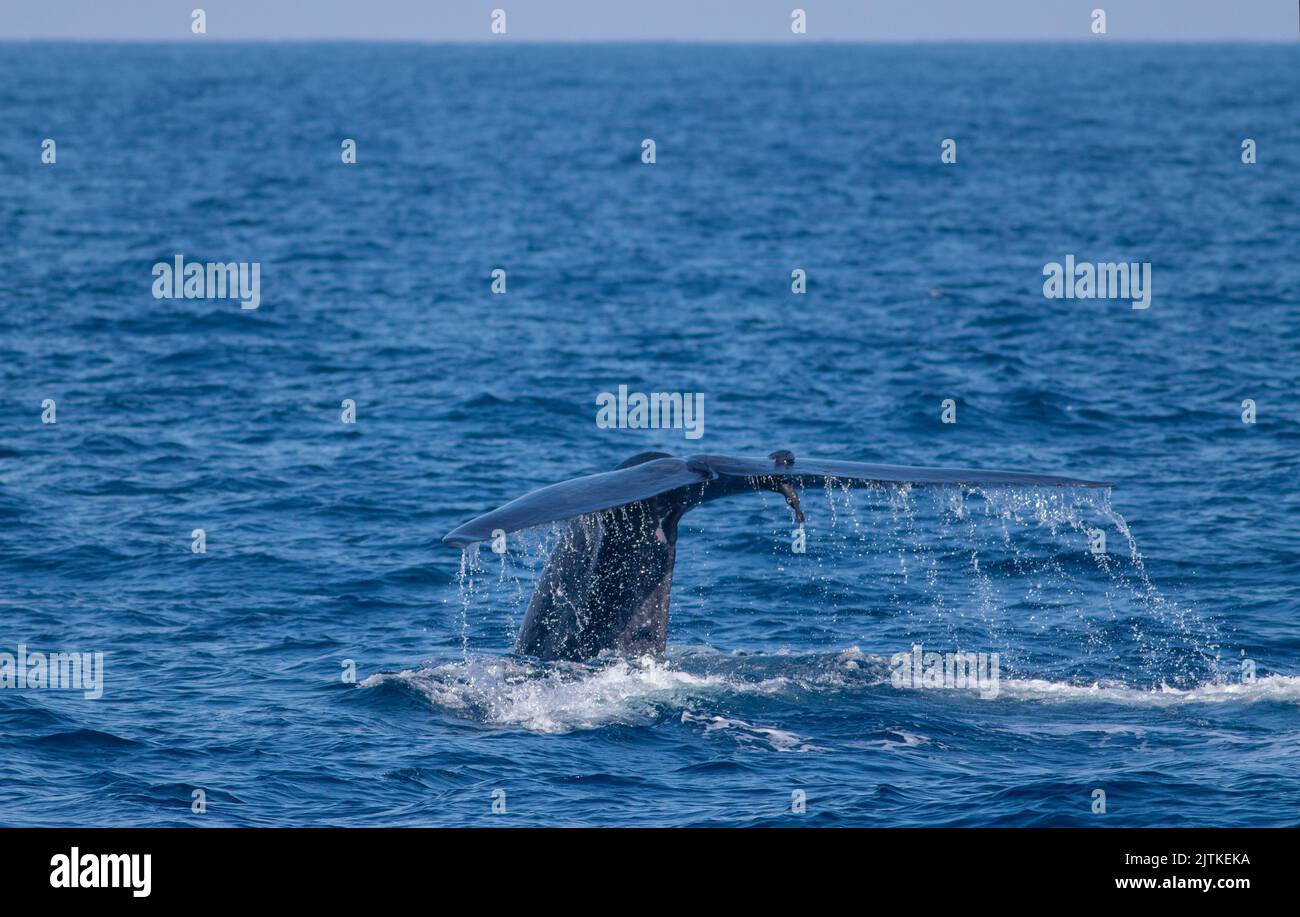 A blue whale showing its fluke just before it took a deep dive; blue whale tale;  blue whale from Mirissa sri lanka; blue whale tail fluke display Stock Photo