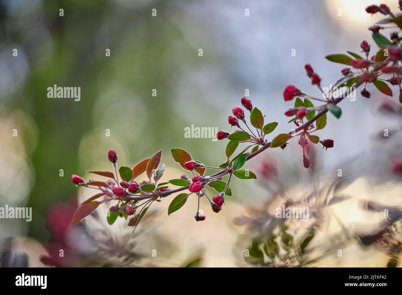 A selective focus shor of Malus niedzwetzkyana tree blossoms in a park Stock Photo
