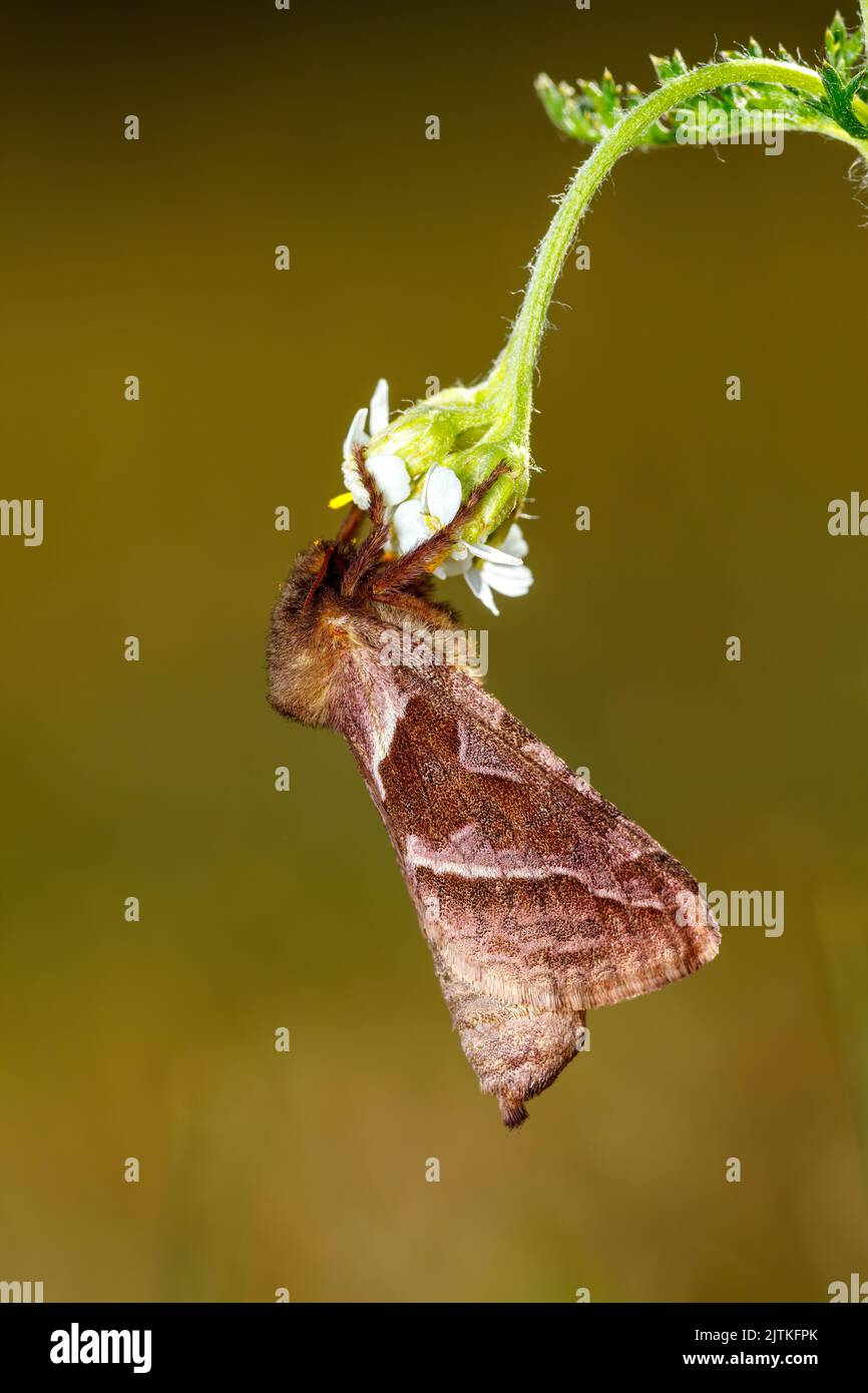 Butterfly dock leaf hi-res stock photography and images - Alamy