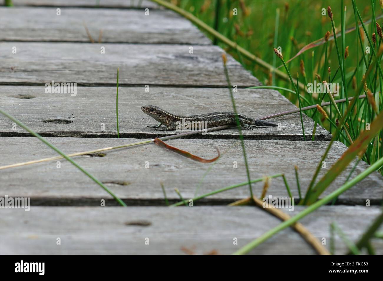 A closeup of a common lizard on a wooden pathway on a sunny day Stock Photo