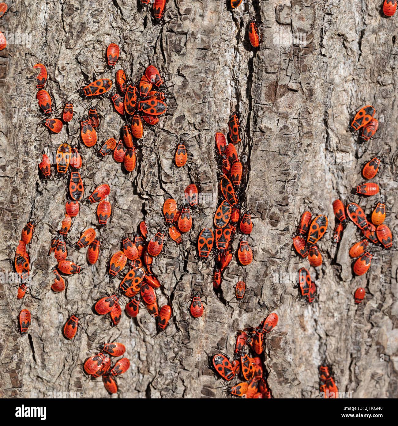 Common Fire Bug,Pyrrhocoris apterus,Lime tree bark Stock Photo Alamy