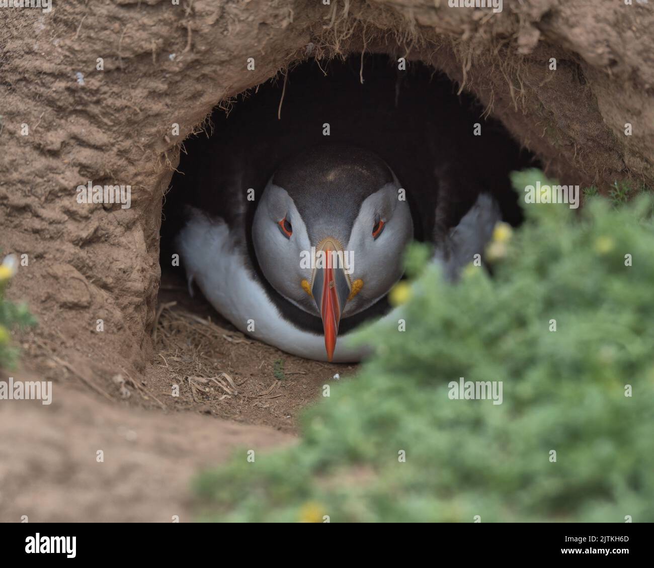 Atlantic puffin in the entrance of it's burrow. Stock Photo