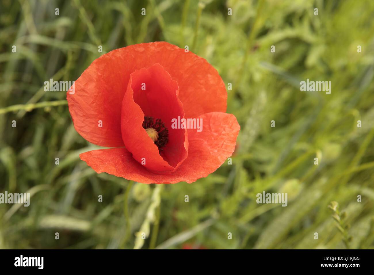 A closeup shot of a beautiful poppy blooming in the field Stock Photo