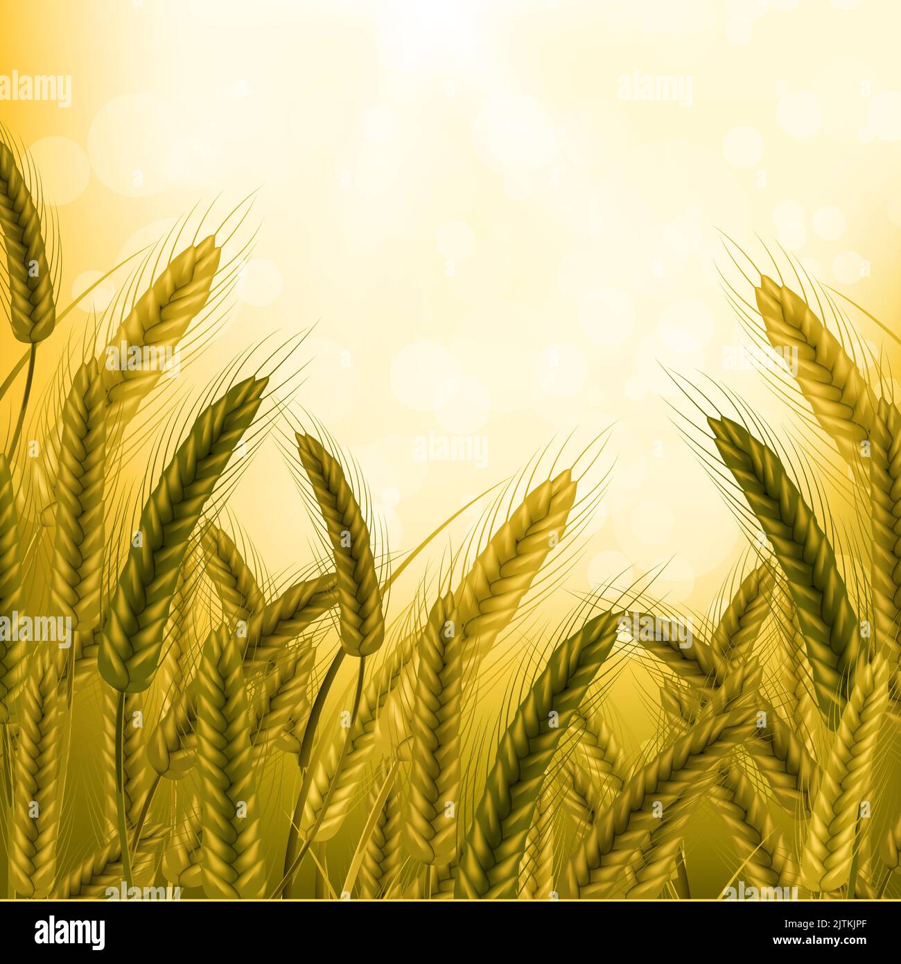 Wheat field in sunlight.Background of spikelets of wheat with grains