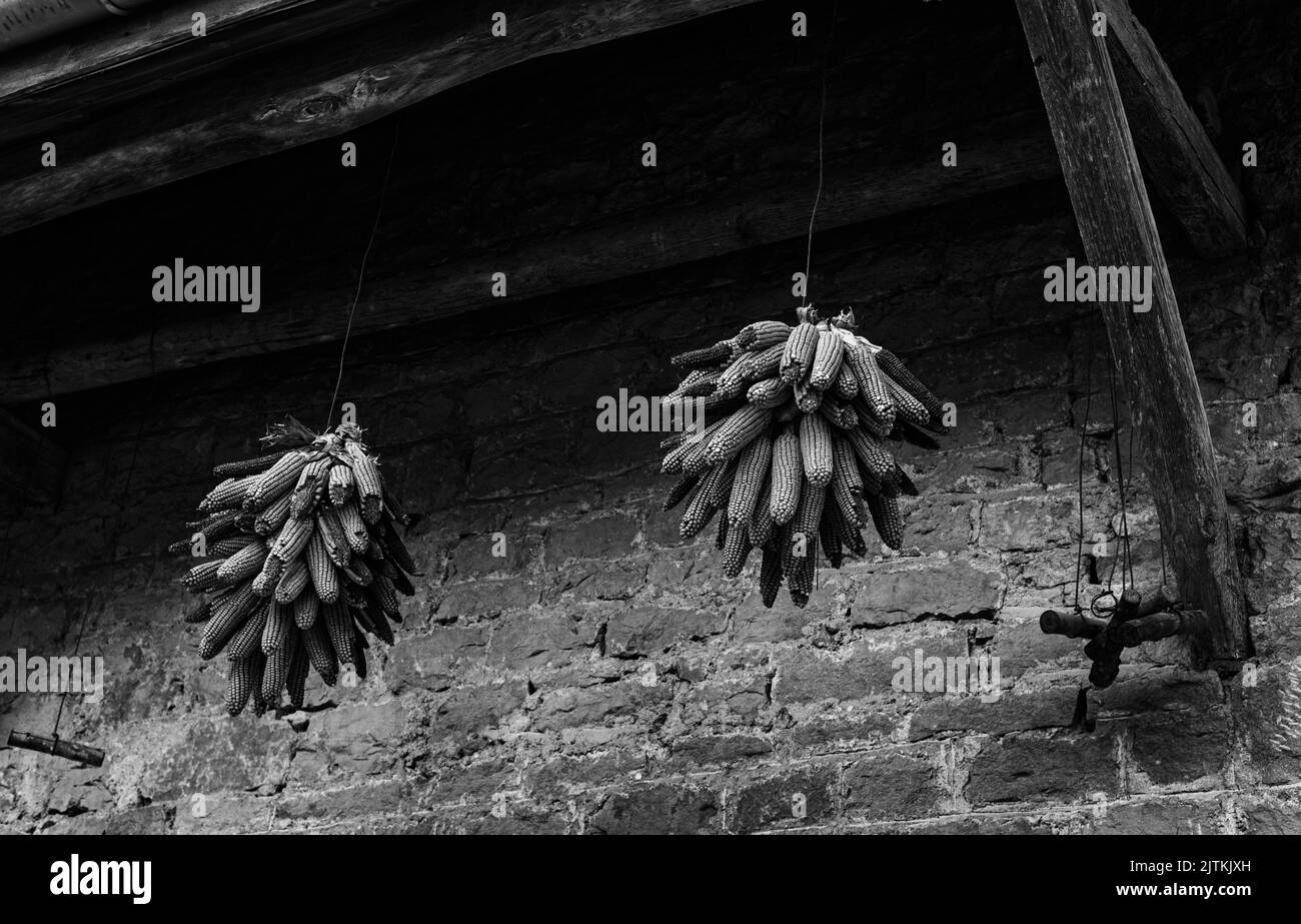 Two bunches of dry corn cobs hanging under wooden roof of old rural farm house for long time. Food preserving issues background. Black white historic Stock Photo