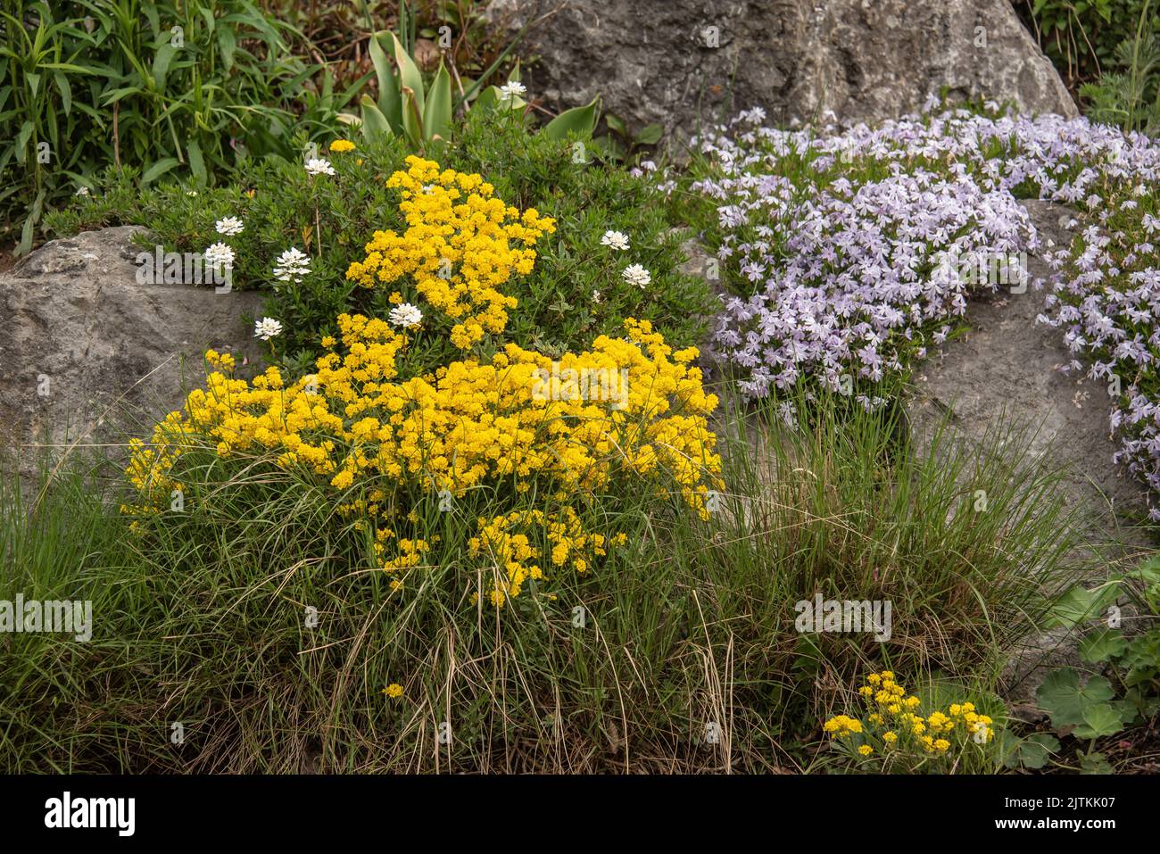 a rock garden with limestone boulders grown with golden alison and creeping phlox in cascades Stock Photo