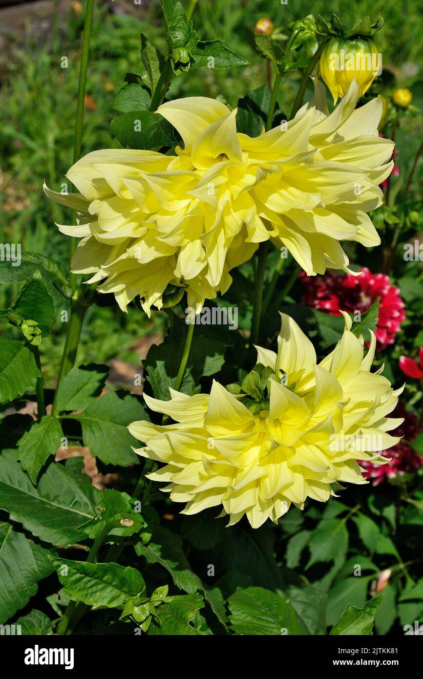 Decorative Dahlia variety Kelvin Floodlight with giant yellow flowers in the garden. Beautiful perennial  flowering plant Stock Photo