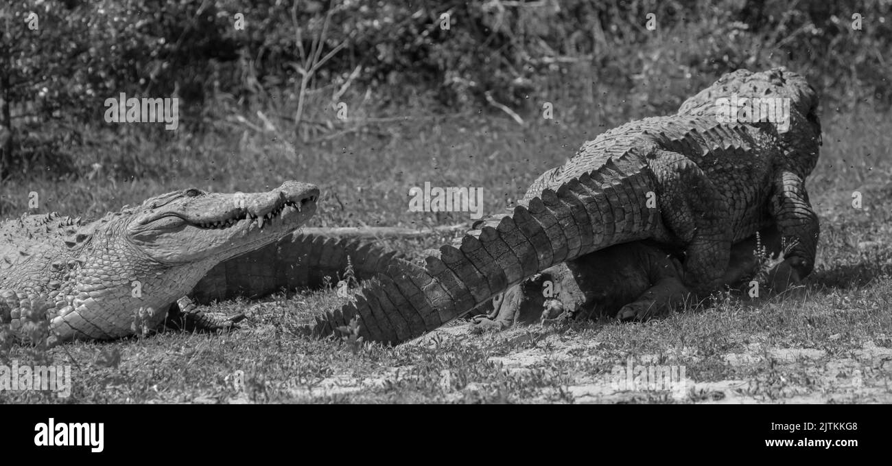 B&w crocodile; crocodiles in the wild; Black and white crocodiles fighting in the wild; two crocodiles fighting; monochrome; crocodiles feeding Stock Photo