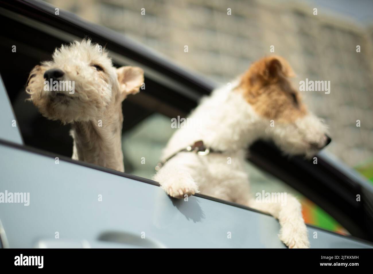 Two dogs are looking out of car window. Two pets in transport. Animal in car. Terriers look outside. Stock Photo