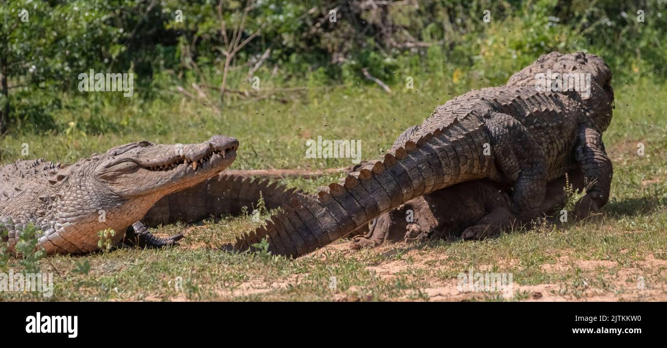 crocodiles in the wild; crcodiles fighting in the wild; two crocodiles fighting; scavenging crocodiles; crocodiles feeding together; fighting for food Stock Photo