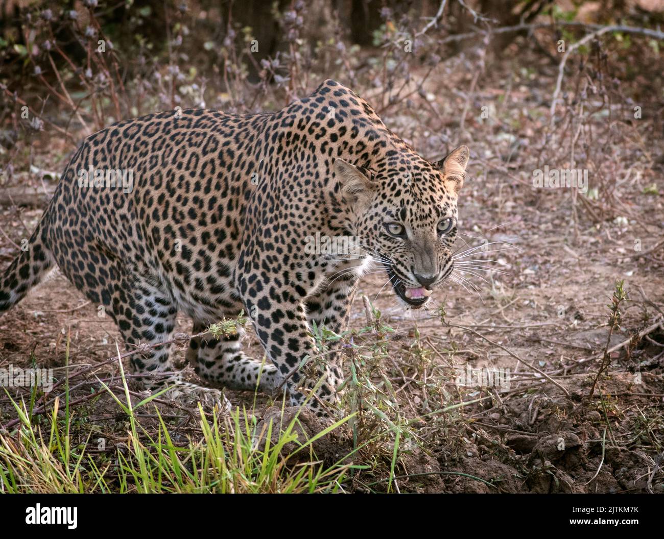 Leopard in growling; Leopard walking in snarling; leopard in golden light; Sri Lankan leopard from Yala National Park. Stock Photo
