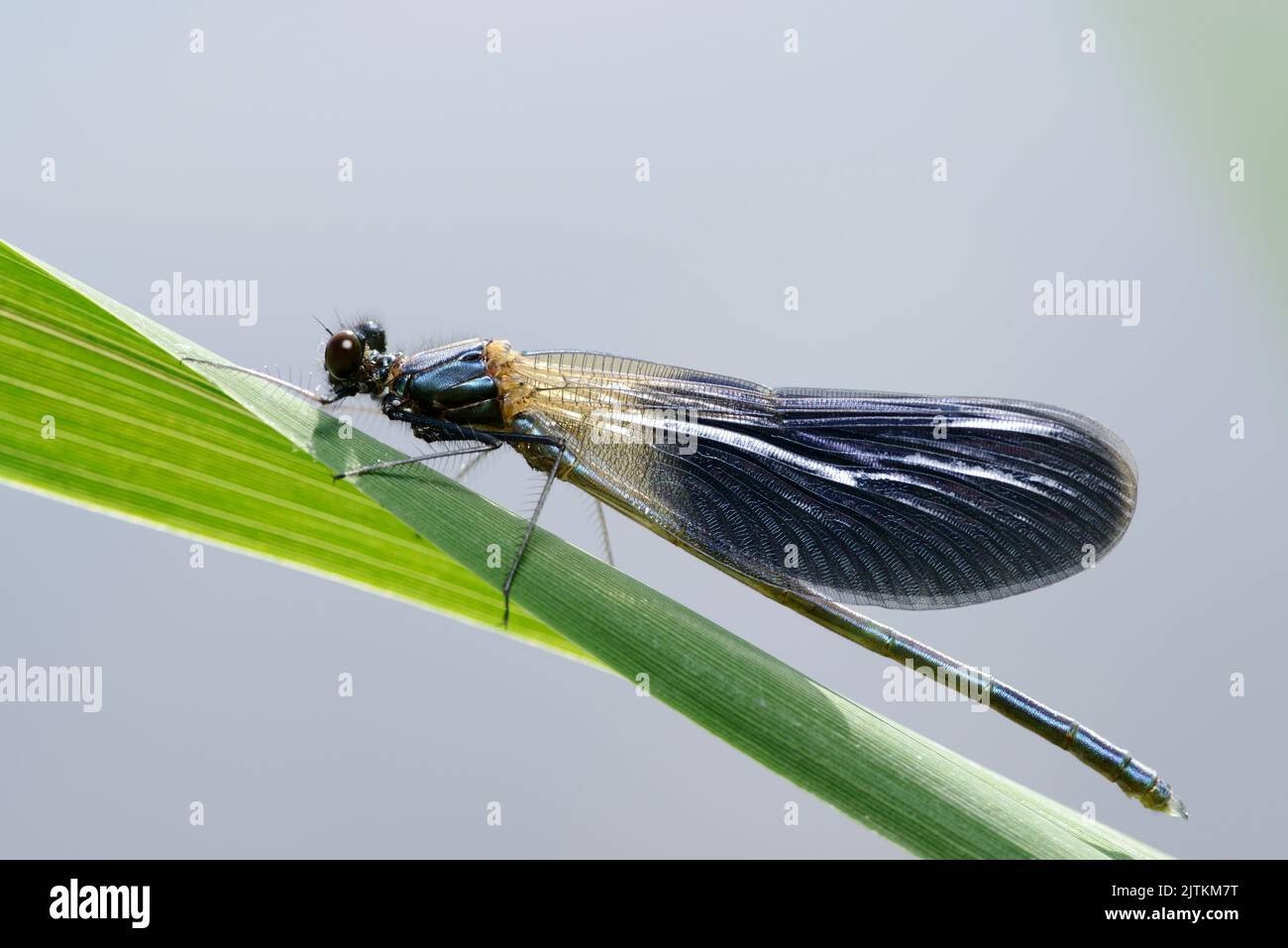 Blue green sheen on wings hi-res stock photography and images - Alamy