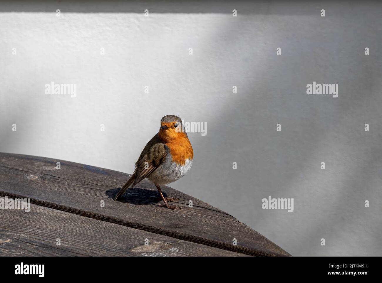 Robin on a wooden patio table Stock Photo