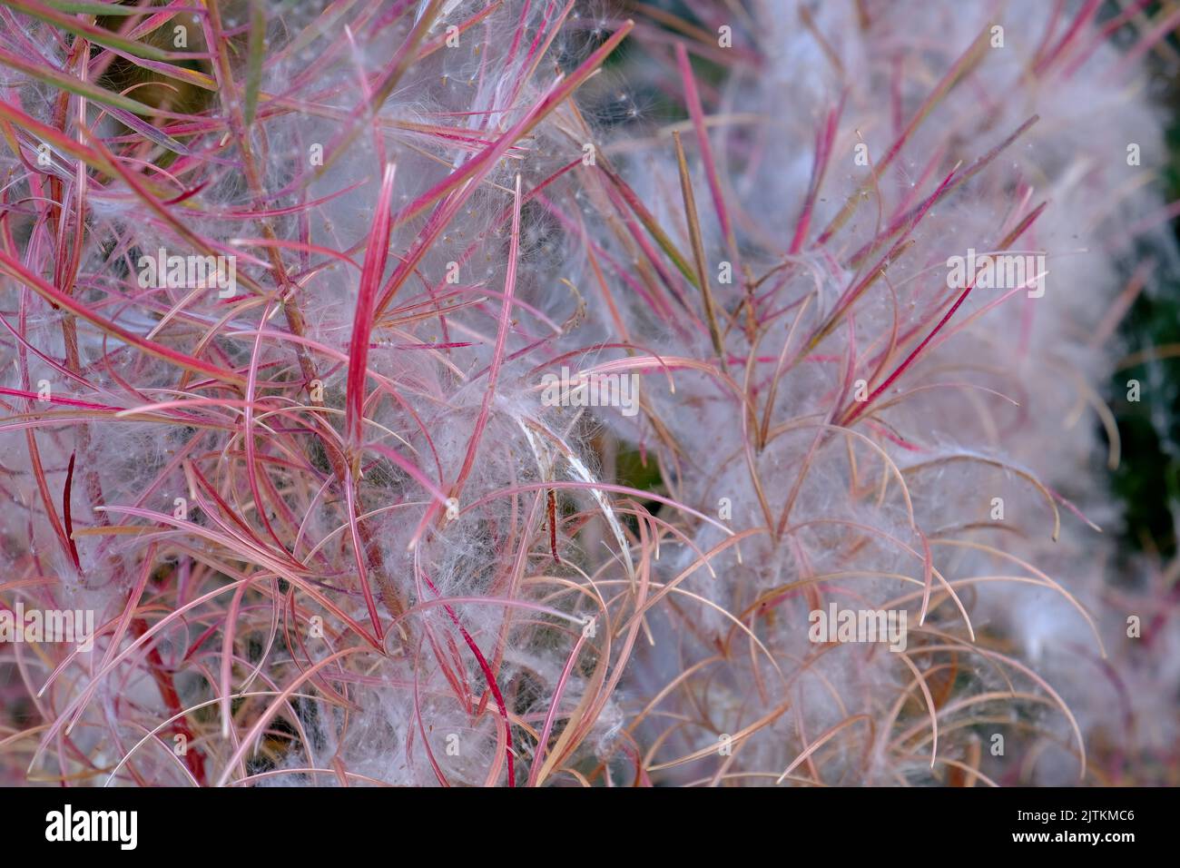 Loynton Moss Stock Photo