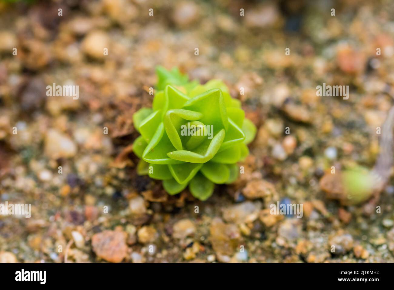 Carnivorous plant, closeup macro look. Small young plant with leaves dangerous for insect. Stock Photo